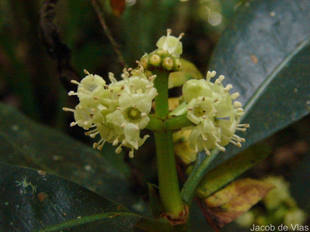 Psychotria nigra var. nigra